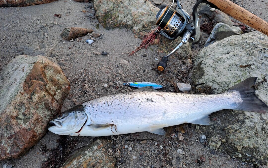 Die Meerforelle – Fisch der Tausend Würfe … ein Mythos?