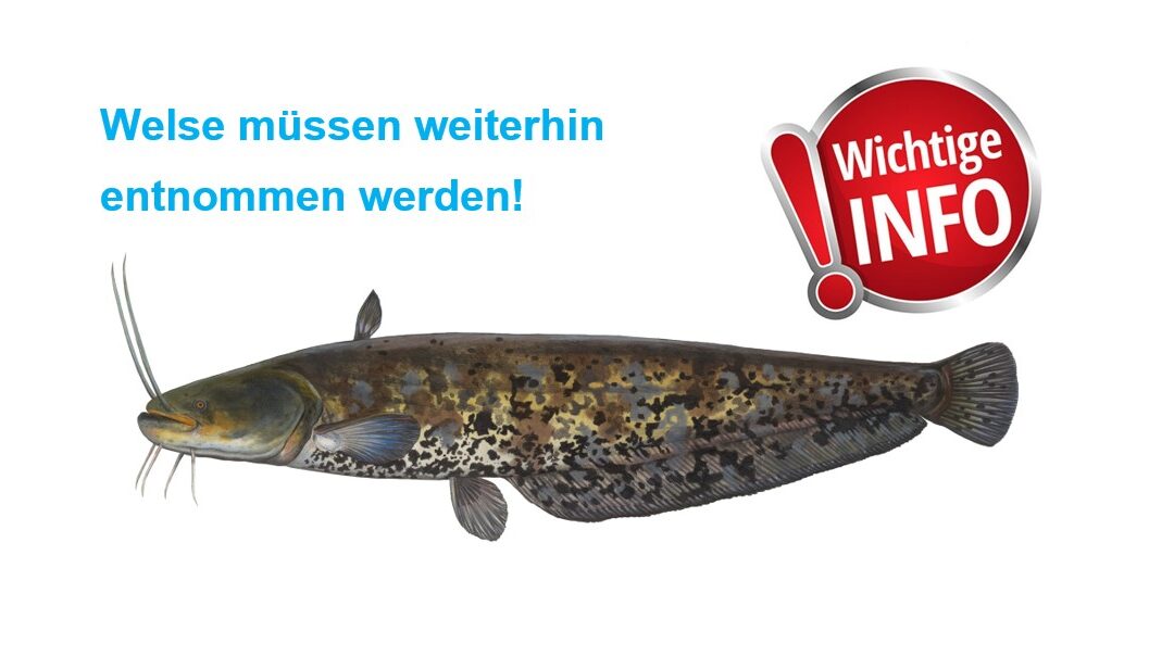 Wichtige Regelung zum Umgang mit Welsen